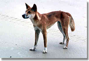 Wild dingoes are common on the island